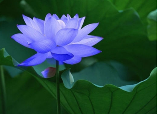 What Color is a Lotus Flower and Why? •